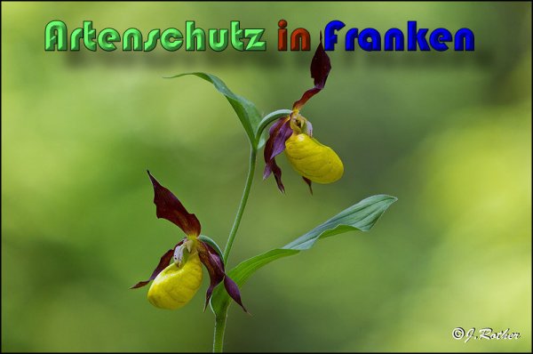 Copyright AiS Johannes Rother Bild zum Eintrag (58728-160)