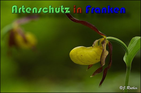 Copyright AiS Johannes Rother Bild zum Eintrag (58729-160)