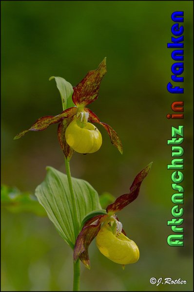 Copyright AiS Johannes Rother Bild zum Eintrag (58733-160)