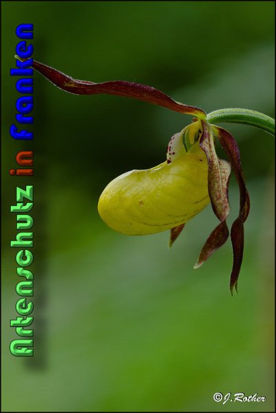 Copyright AiS Johannes Rother Bild zum Eintrag (58734-160)
