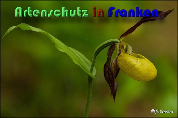 Copyright AiS Johannes Rother Bild zum Eintrag (58735-160)