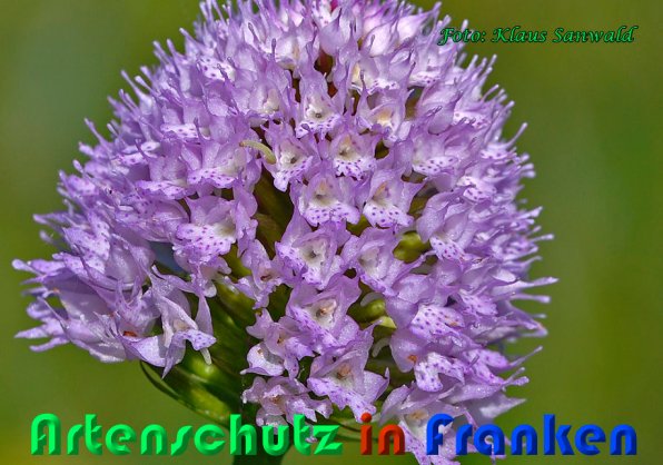 Copyright AiS Klaus Sanwald Bild zum Eintrag (58930-160)