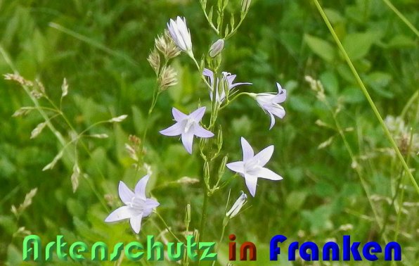 Copyright AiS Albert Meier Bild zum Eintrag (58951-160)