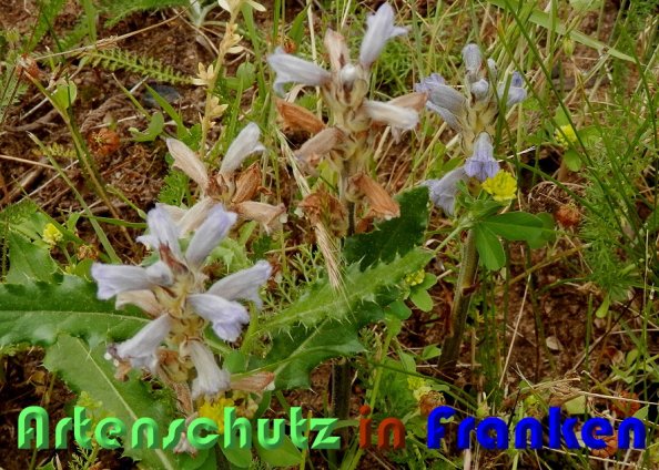 Copyright AiS Albert Meier Bild zum Eintrag (59030-160)