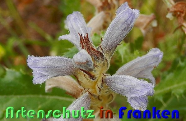 Copyright AiS Albert Meier Bild zum Eintrag (59031-160)