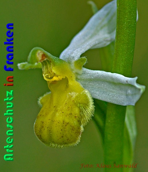 Copyright AiS Klaus Sanwald Bild zum Eintrag (59042-160)
