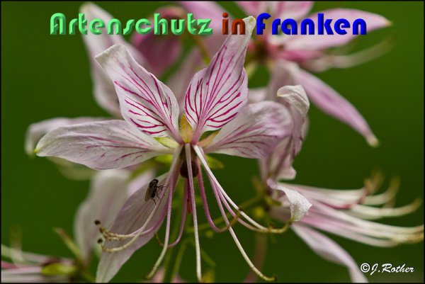 Copyright AiS Johannes Rother Bild zum Eintrag (59112-160)