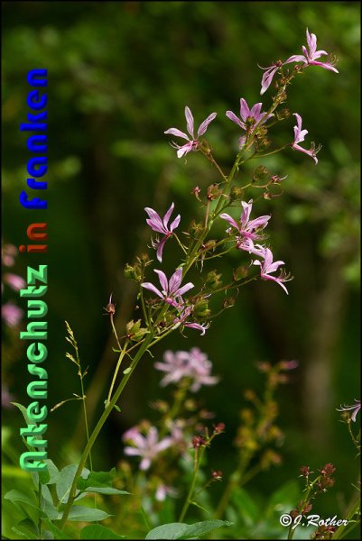 Copyright AiS Johannes Rother Bild zum Eintrag (59114-160)