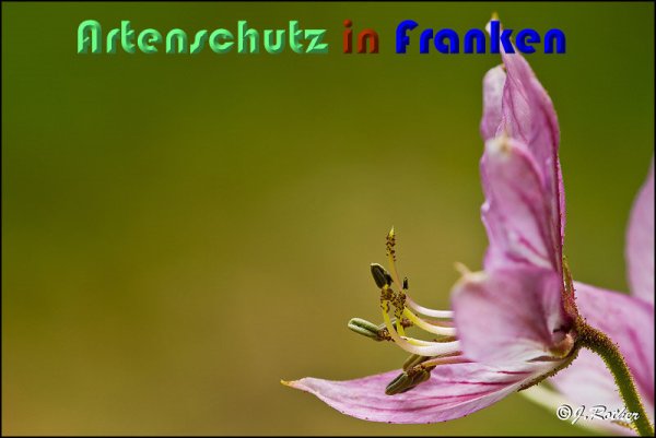 Copyright AiS Johannes Rother Bild zum Eintrag (59115-160)