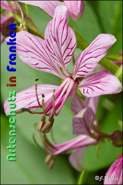 Copyright AiS Johannes Rother Bild zum Eintrag (59116-160)