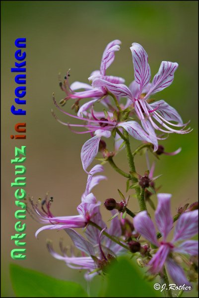 Copyright AiS Johannes Rother Bild zum Eintrag (59117-160)