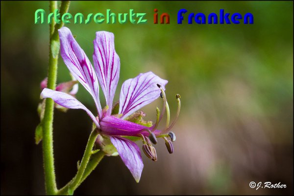 Copyright AiS Johannes Rother Bild zum Eintrag (59118-160)