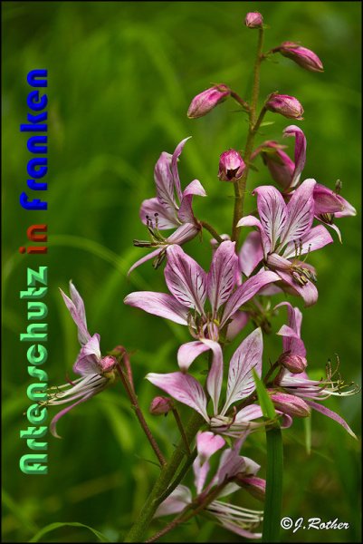 Copyright AiS Johannes Rother Bild zum Eintrag (59119-160)