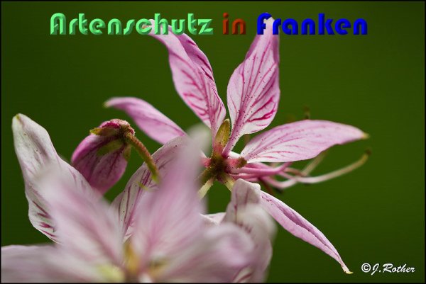 Copyright AiS Johannes Rother Bild zum Eintrag (59120-160)
