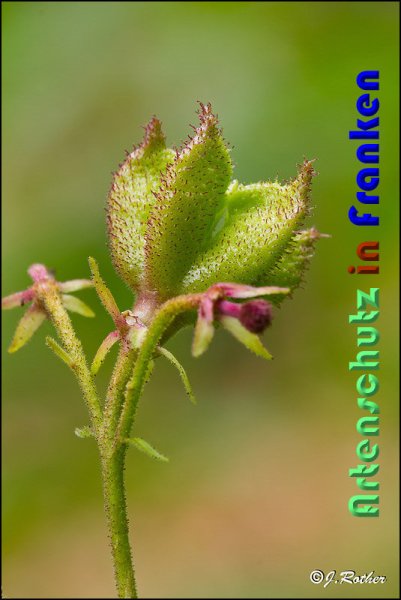 Copyright AiS Johannes Rother Bild zum Eintrag (59121-160)