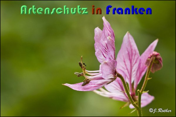 Copyright AiS Johannes Rother Bild zum Eintrag (59123-160)