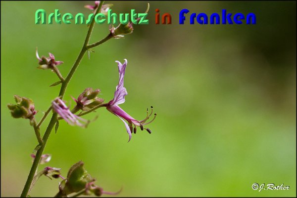 Copyright AiS Johannes Rother Bild zum Eintrag (59125-160)