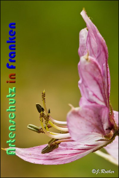 Copyright AiS Johannes Rother Bild zum Eintrag (59128-160)