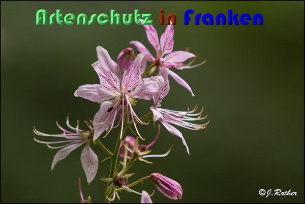 Copyright AiS Johannes Rother Bild zum Eintrag (59129-160)