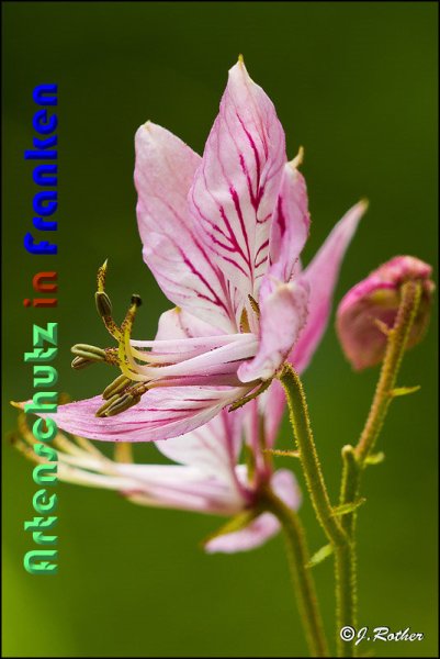 Copyright AiS Johannes Rother Bild zum Eintrag (59130-160)