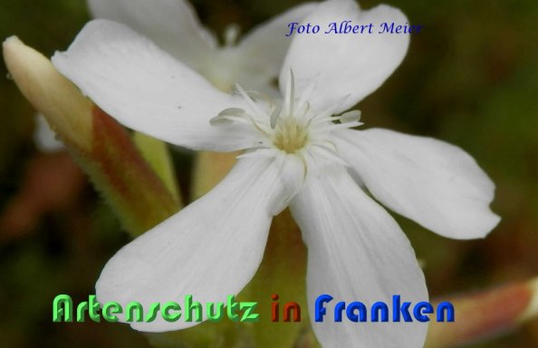 Copyright AiS Albert Meier Bild zum Eintrag (59279-160)