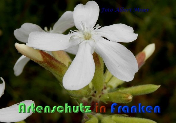 Copyright AiS Albert Meier Bild zum Eintrag (59280-160)