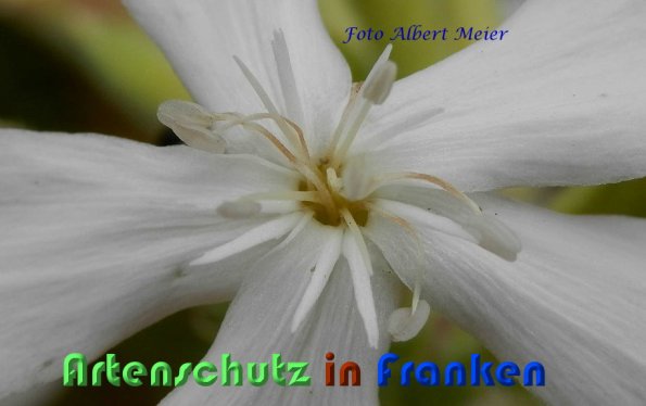 Copyright AiS Albert Meier Bild zum Eintrag (59281-160)