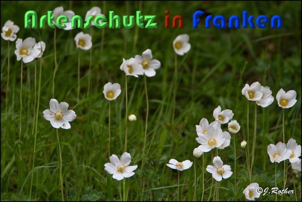 Copyright AiS Johannes Rother Bild zum Eintrag (59300-160)