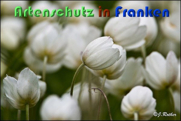 Copyright AiS Johannes Rother Bild zum Eintrag (59301-160)