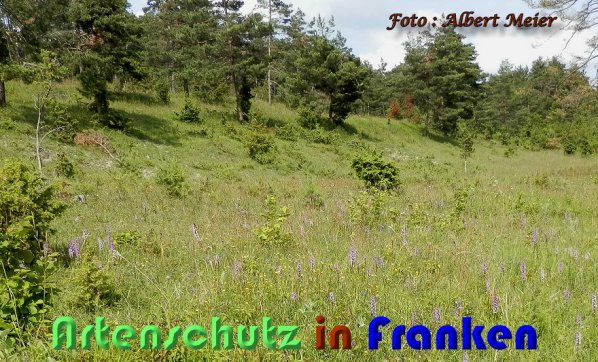Copyright AiS Albert Meier Bild zum Eintrag (59463-160)