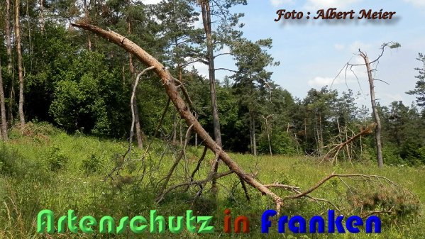 Copyright AiS Albert Meier Bild zum Eintrag (59469-160)