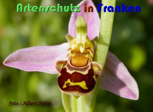 Copyright AiS Albert Meier Bild zum Eintrag (59471-160)