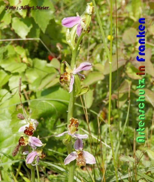 Copyright AiS Albert Meier Bild zum Eintrag (59472-160)