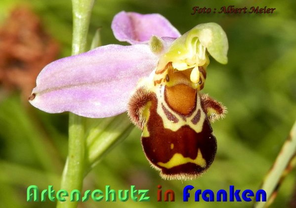 Copyright AiS Albert Meier Bild zum Eintrag (59473-160)