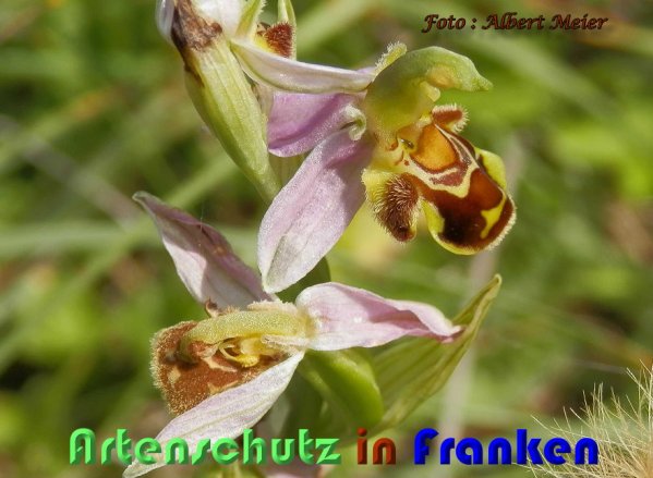 Copyright AiS Albert Meier Bild zum Eintrag (59474-160)