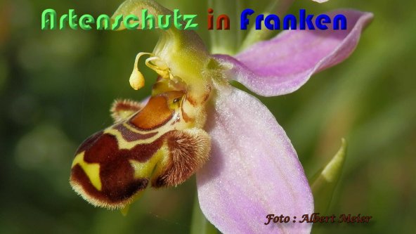 Copyright AiS Albert Meier Bild zum Eintrag (59476-160)