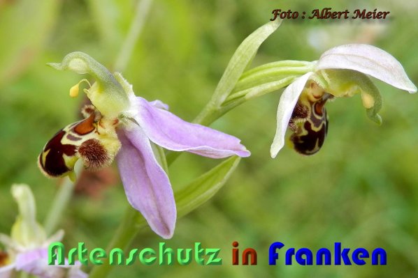 Copyright AiS Albert Meier Bild zum Eintrag (59477-160)