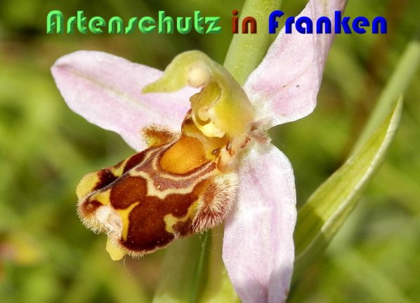 Copyright AiS Albert Meier Bild zum Eintrag (59478-160)