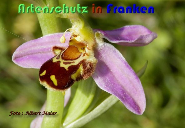 Copyright AiS Albert Meier Bild zum Eintrag (59480-160)