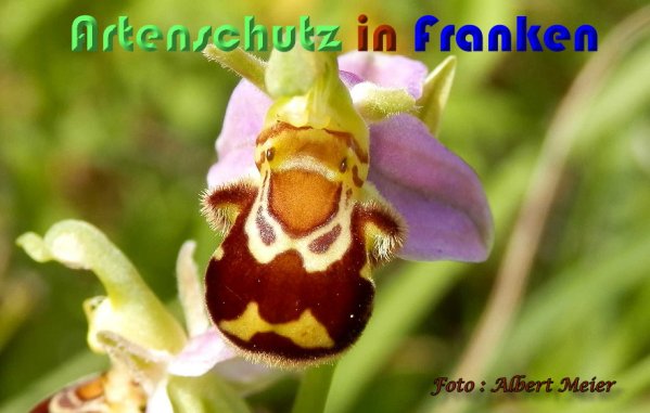 Copyright AiS Albert Meier Bild zum Eintrag (59481-160)