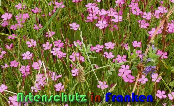 Copyright AiS Albert Meier Bild zum Eintrag (59713-160)