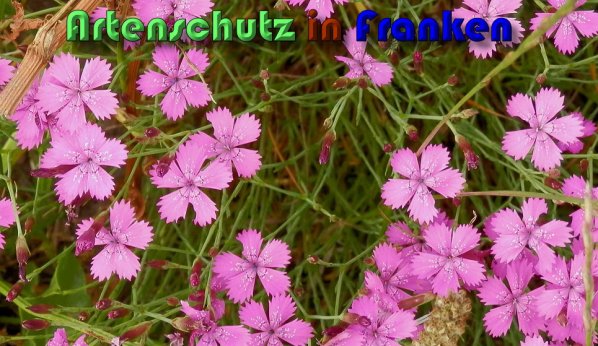 Copyright AiS Albert Meier Bild zum Eintrag (59714-160)