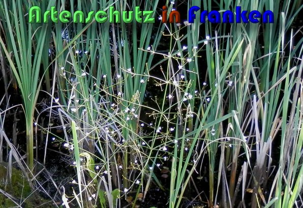 Copyright AiS Albert Meier Bild zum Eintrag (59783-160)