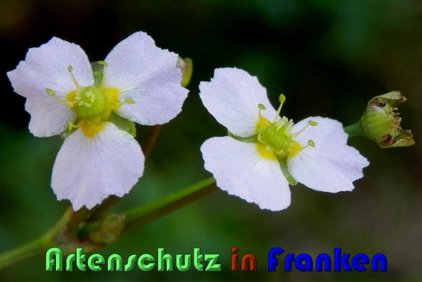 Copyright AiS Albert Meier Bild zum Eintrag (59784-160)