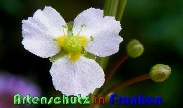 Copyright AiS Albert Meier Bild zum Eintrag (59785-160)