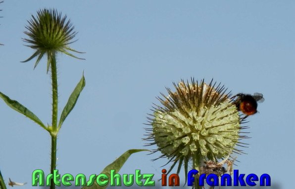 Copyright AiS Albert Meier Bild zum Eintrag (59788-160)