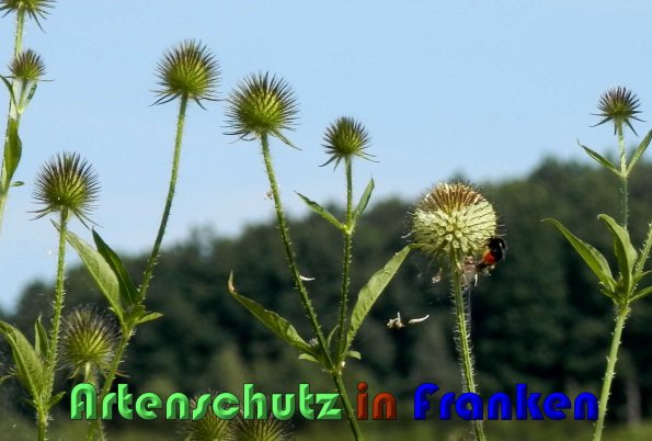 Copyright AiS Albert Meier Bild zum Eintrag (59789-160)