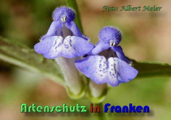 Copyright AiS Albert Meier Bild zum Eintrag (59893-160)