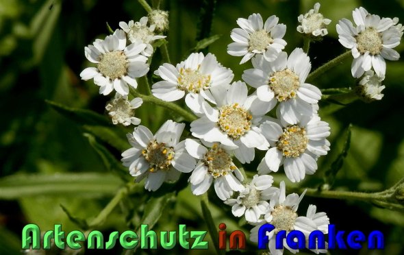 Copyright AiS Albert Meier Bild zum Eintrag (59962-160)