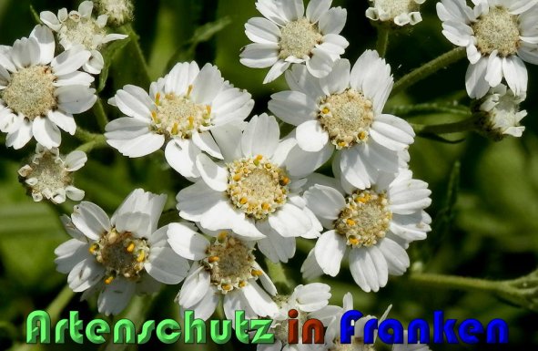 Copyright AiS Albert Meier Bild zum Eintrag (59963-160)